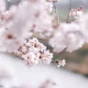 Meet your Posher, Eliana